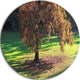 Lonely Beautiful Autumn Tree, Landscape Round Wall Art, 23"