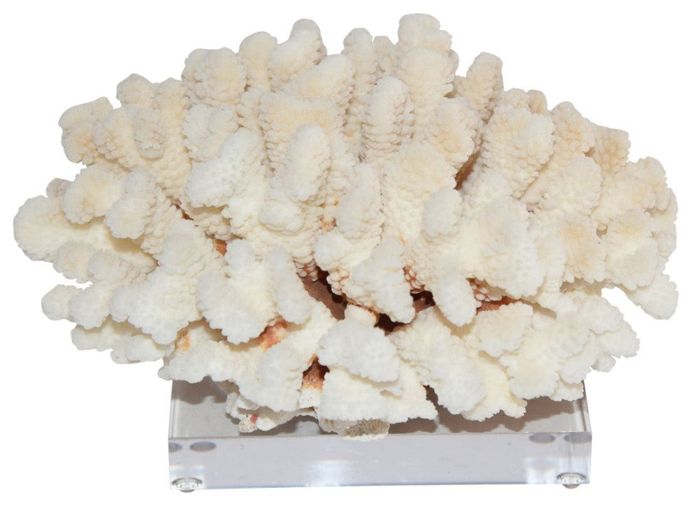 Cluster Coral 12-15" On Acrylic Base