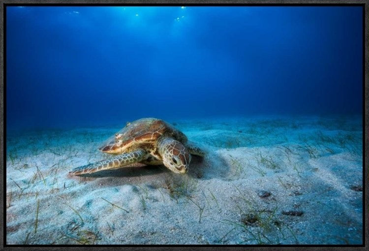 "Green Turtle In The Blue" Framed Canvas Giclee by Barathieu Gabriel, 23x16"