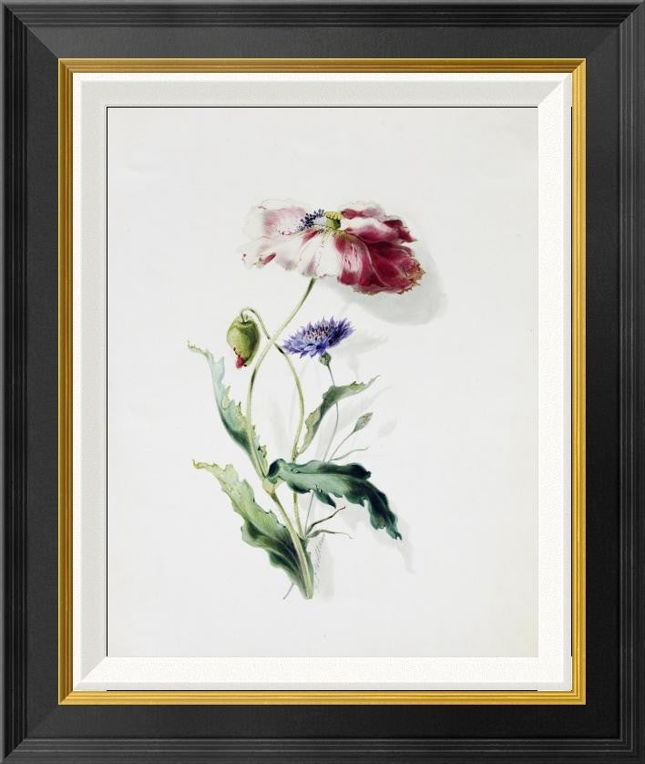 "A Scarlet Poppy and a Cornflower"  by Thomas Holland, 19x22"