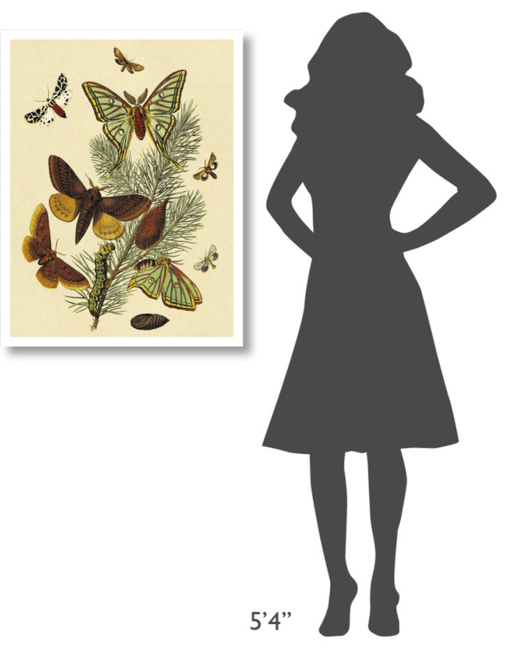 "Moths: E. Pudica, E. Pantheria, S. Caecigena, L. Lineosa" Paper Art, 26"x34"