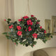 Hibiscus Hanging Basket