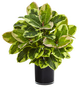 Artificial Rubber Plant, Glossy Cylinder, Real Touch