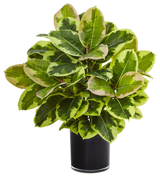 Entire plant shown on white background; best represents the product as a primary image.