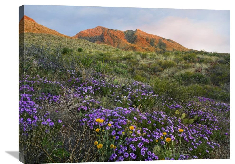 "Herb Of The Cross, Chihuahuan Desert, Texas" Artwork