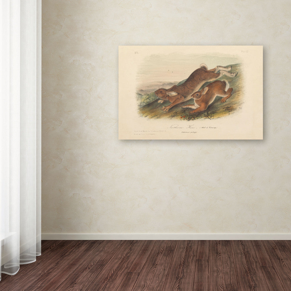 'Northern Hare' Canvas Art by John James Audubon