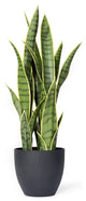 Serene Spaces Living Sansevieria Trifasciata Snake Plant, 27"