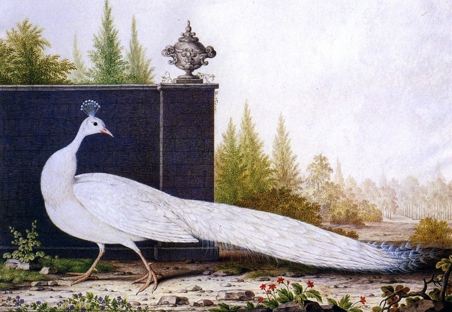 Nicolas Robert The White Peacock, 18"x27" Gallery Wrapped Canvas Print