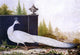 Nicolas Robert The White Peacock, 18"x27" Gallery Wrapped Canvas Print