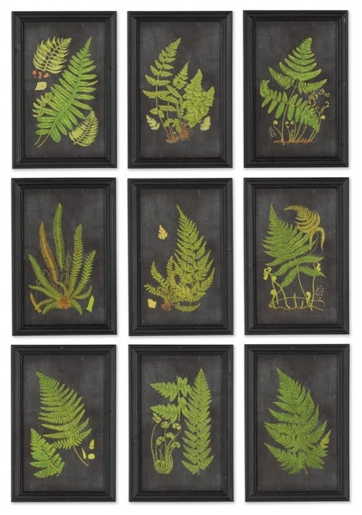 Framed Fern Botanical Prints, Set of 9