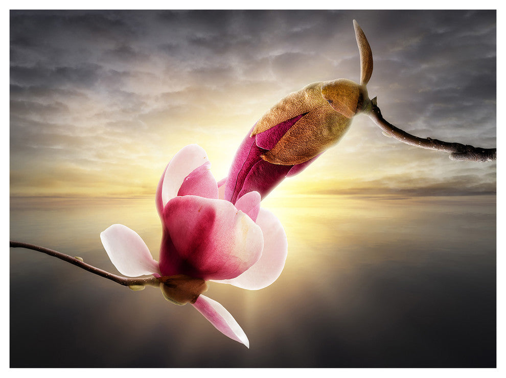 Beautiful Magnolia Flowers, Floral Canvas Art Print, 40"x30"