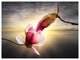 Beautiful Magnolia Flowers, Floral Canvas Art Print, 40"x30"