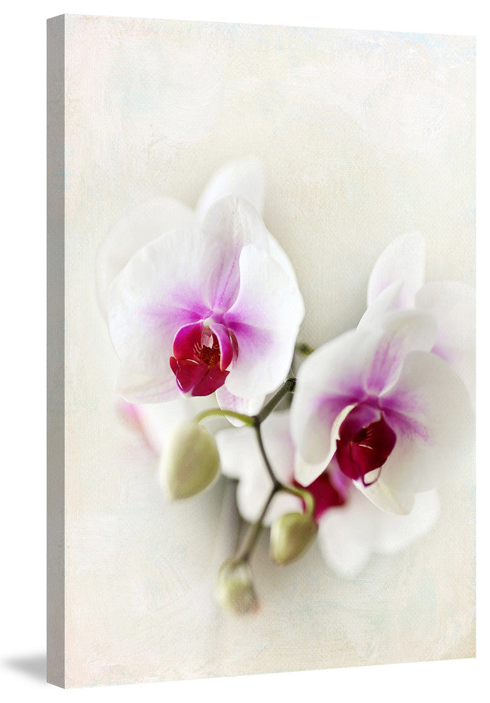 Marmont Hill, "Orchids" by Sylvia Cook Painting Print on Wrapped Canvas, 40x60