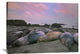 "Northern Elephant Seals, Point Piedra Blancas, California" Artwork, 40" x 30"