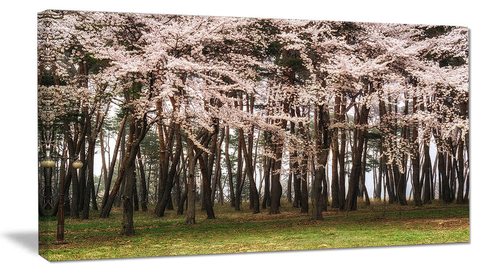 Cherry Blossoms in Pine Tree, Landscape Canvas Art Print, 40x20