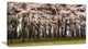 Cherry Blossoms in Pine Tree, Landscape Canvas Art Print, 40x20