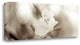 "Florison - 104" By Alan Blaustein, Giclee Print on Gallery Wrap Canvas