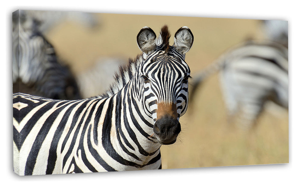 African Zebra Close Up View, African Canvas Art Print, 32"x16"