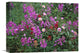 "Fireweed Asters And Paintbrush , North America" Artwork, 16" x 12"