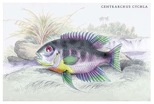 Centrarchus Cychla - Gallery Wrapped Canvas Art 28" x 42"