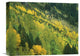 "Aspen Grove In Fall Colors, Gunnison National Forest, Colorado" Artwork