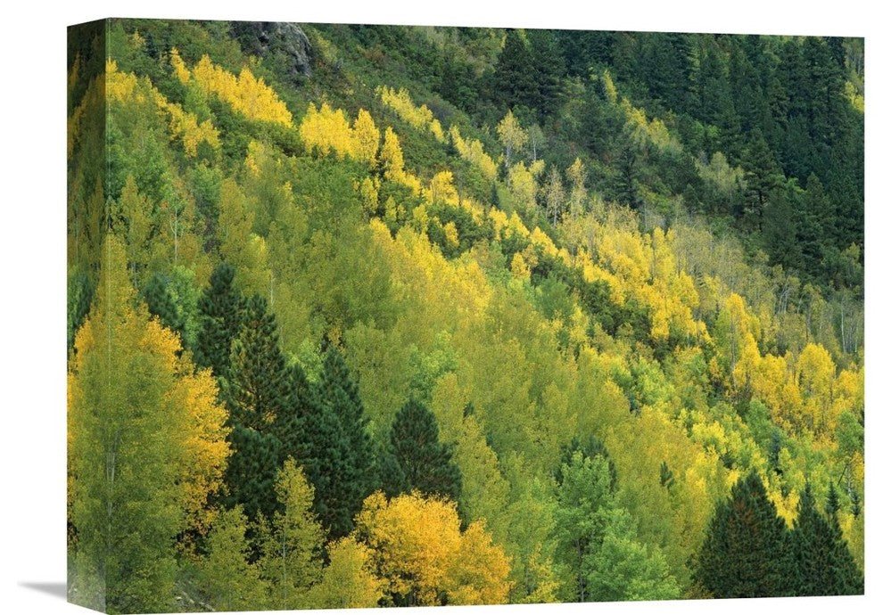 "Aspen Grove In Fall Colors, Gunnison National Forest, Colorado" Artwork