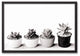 Black and White Succulents 20x30 Black Framed Canvas
