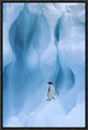 Adelie Penguin On Iceberg, South Shetland Islands, Antarctic Peninsula, 12"x18"