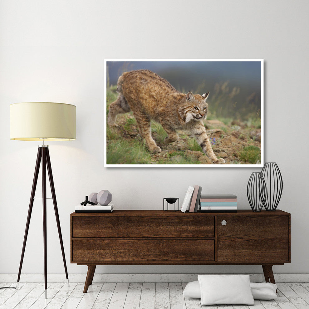 "Bobcat stalking, North America" Digital Paper Print by Tim Fitzharris, 62"x42"