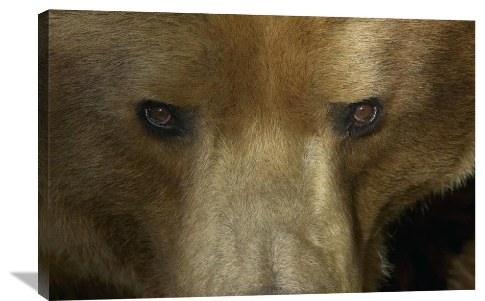"Grizzly Bear Portrait, Native To North America" Artwork, 36" x 24"