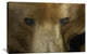 "Grizzly Bear Portrait, Native To North America" Artwork, 36" x 24"