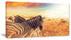 Zebras Herd in Field At Sunset, Extra Large African Canvas Art Print, 32"x16"