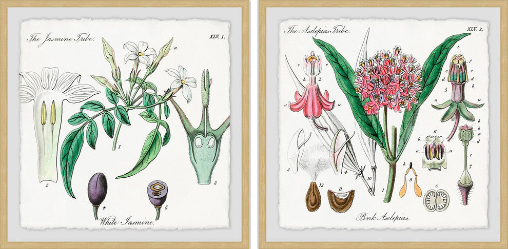 "Crinum in My Garden Diptych" Framed Prints, 12"x12", 2-Piece Set