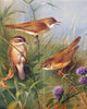 Tile Mural SEDGE WARBLER sky shrubs Kitchen Backsplash Four Inch Marble