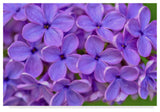 Cora Niele 'Lilac Flower' Canvas Art, 47"x30"