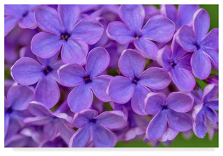 Cora Niele 'Lilac Flower' Canvas Art, 47"x30"