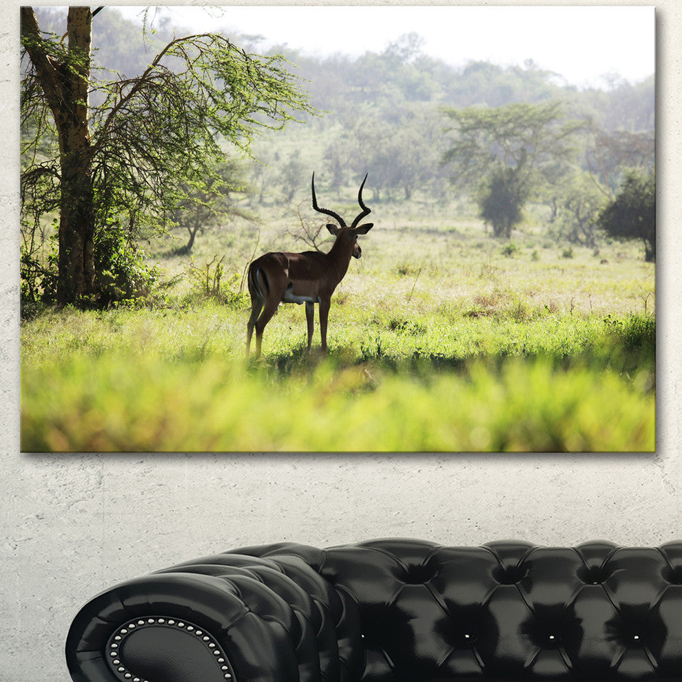 Solitary Antelope in Green Park, African Landscape Canvas Art Print, 40"x30"