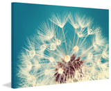 "Just Dandy" Print on Canvas by Sylvia Cook