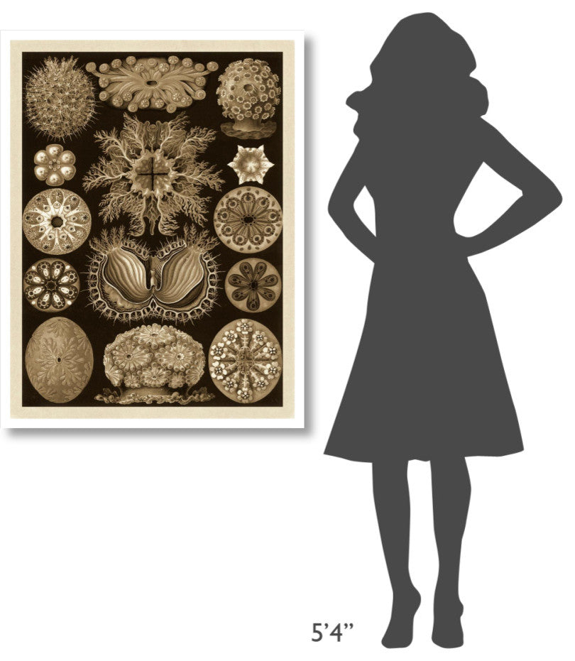 "Haeckel Nature Illustrations: Ascidiae - Sepia Tint" Print, 32"x42"