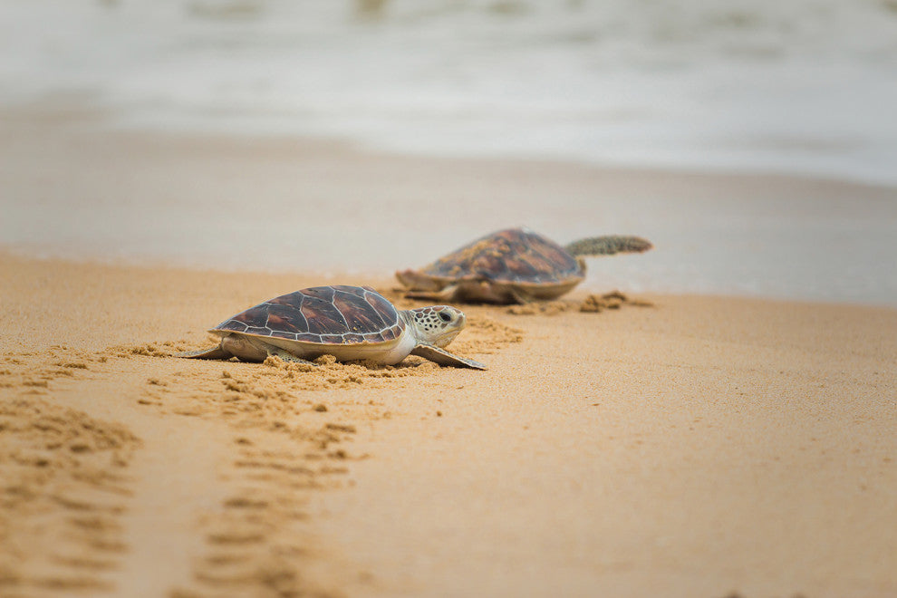 Baby Hawksbill Sea Turtle On The Beach Animal Wildlife Loose Wall Art Print, 12" X 16"