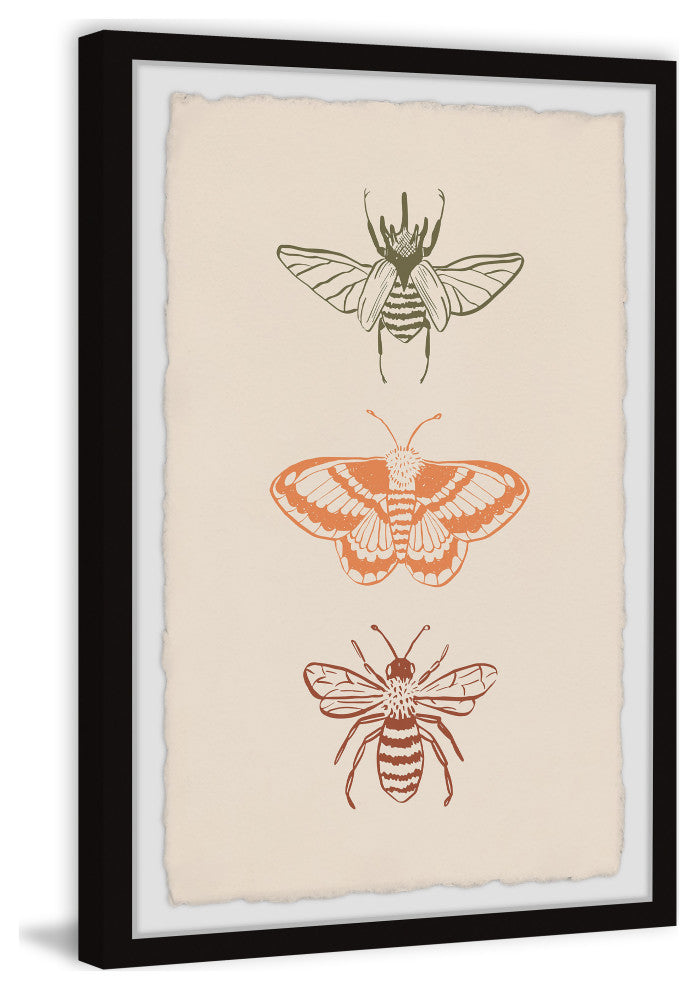 "Assorted Moths" Framed Painting Print, 8x12