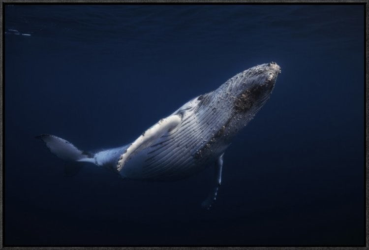 "Humpback Whale" Framed Canvas Giclee by Barathieu Gabriel, 31x21"