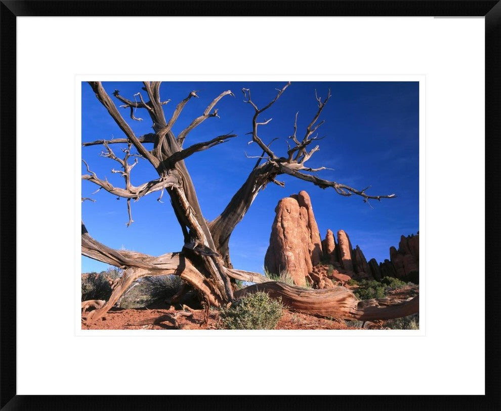 Snag At  Fiery Furnace Labyrinth, Arches National Park, Utah, 22"x18"