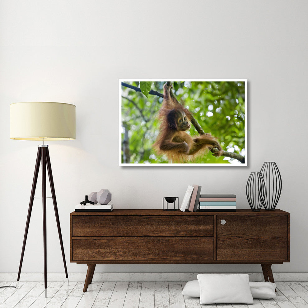 "Sumatran Orangutan baby playing in tree, north Sumatra" Paper Art, 50"x34"