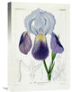 "Bearded Iris" Artwork, 15" x 22"
