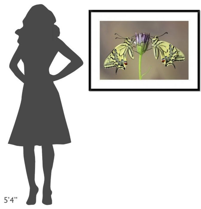 "Symmetry" Framed Digital Print by Jimmy Hoffman, 38"x28"
