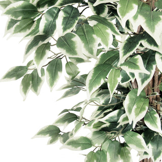 Close-up of leaves and trunk on white background.
