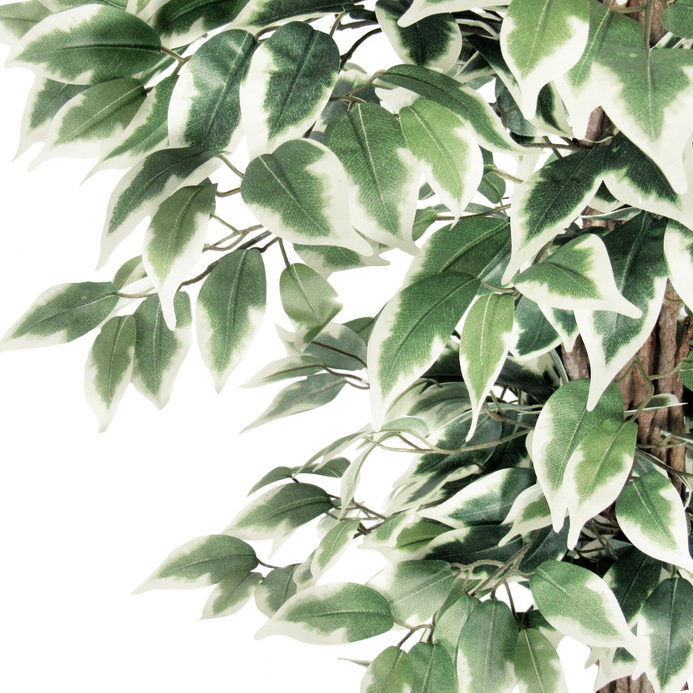 Close-up of leaves and trunk on white background.
