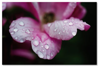 PIPA Fine Art 'Raindrops on Wild Rose Color' Canvas Art, 19x12