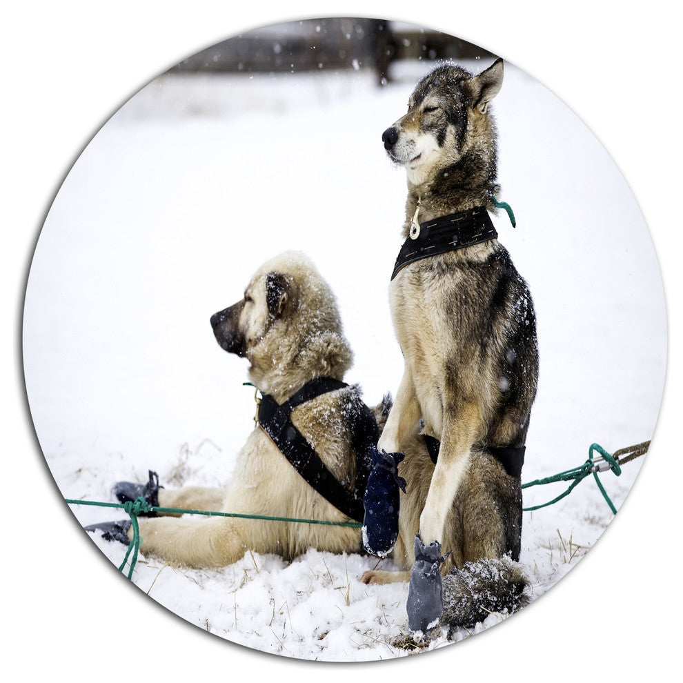 Sled Dogs Relaxing, Animal Large Disc Metal Wall Art, 23"